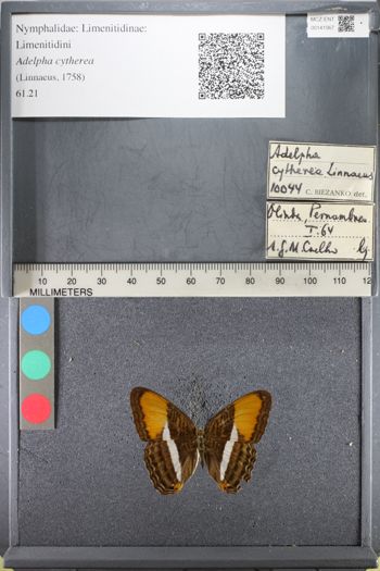 Media type: image;   Entomology 141067